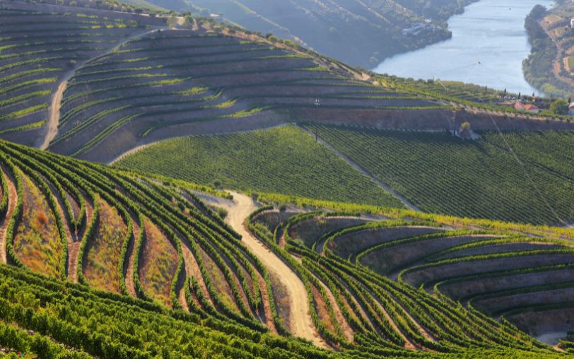 VINNY Project defines clear goals to reduce agrochemicals in viticulture