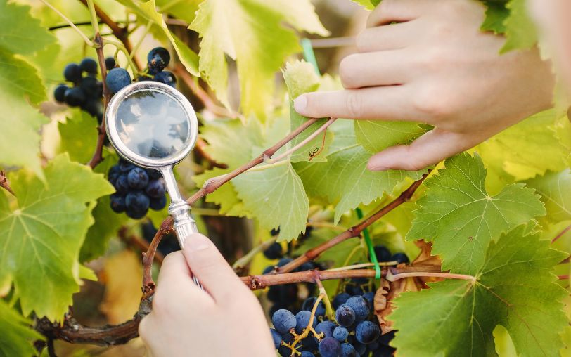 Living Labs and a Lighthouse lead the way towards sustainable vineyards in Europe