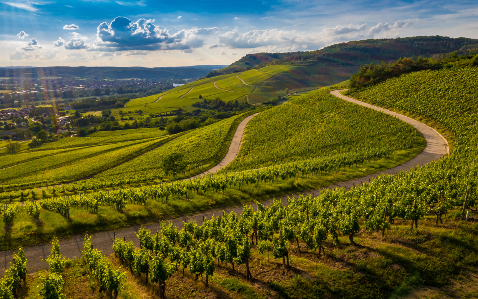 VINNY Project harmonizes landscape preservation and toxic-free viticulture
