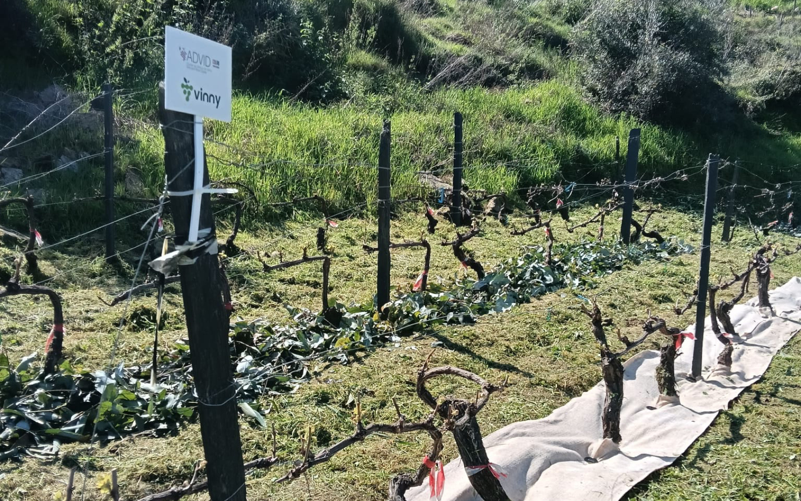Fieldwork for the VINNY Project is officially underway at Quinta do Pôpa!